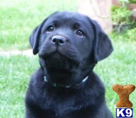 rufflabs Picture 1